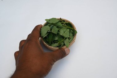 Beyaz arkaplanda Chenopodium albümü. Chenopodium cinsi içinde hızla büyüyen bir ottur. Diğer isimleri kuzuların çeyreklikleri, eritme, kaz ayağı, yabani spinachand tavuğu. popüler yeşiller.