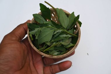 Beyaz arkaplanda Chenopodium albümü. Chenopodium cinsi içinde hızla büyüyen bir ottur. Diğer isimleri kuzuların çeyreklikleri, eritme, kaz ayağı, yabani spinachand tavuğu. popüler yeşiller.