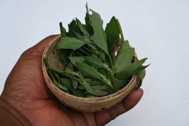 Beyaz arkaplanda Chenopodium albümü. Chenopodium cinsi içinde hızla büyüyen bir ottur. Diğer isimleri kuzuların çeyreklikleri, eritme, kaz ayağı, yabani spinachand tavuğu. popüler yeşiller.