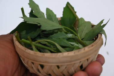 Beyaz arkaplanda Chenopodium albümü. Chenopodium cinsi içinde hızla büyüyen bir ottur. Diğer isimleri kuzuların çeyreklikleri, eritme, kaz ayağı, yabani spinachand tavuğu. popüler yeşiller.