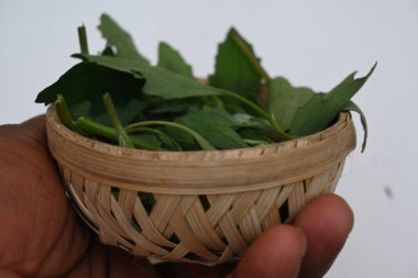 Beyaz arkaplanda Chenopodium albümü. Chenopodium cinsi içinde hızla büyüyen bir ottur. Diğer isimleri kuzuların çeyreklikleri, eritme, kaz ayağı, yabani spinachand tavuğu. popüler yeşiller.