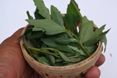 Beyaz arkaplanda Chenopodium albümü. Chenopodium cinsi içinde hızla büyüyen bir ottur. Diğer isimleri kuzuların çeyreklikleri, eritme, kaz ayağı, yabani spinachand tavuğu. popüler yeşiller.