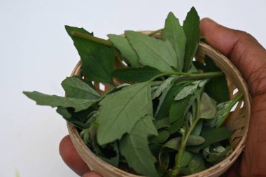 Beyaz arkaplanda Chenopodium albümü. Chenopodium cinsi içinde hızla büyüyen bir ottur. Diğer isimleri kuzuların çeyreklikleri, eritme, kaz ayağı, yabani spinachand tavuğu. popüler yeşiller.
