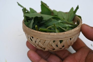 Beyaz arkaplanda Chenopodium albümü. Chenopodium cinsi içinde hızla büyüyen bir ottur. Diğer isimleri kuzuların çeyreklikleri, eritme, kaz ayağı, yabani spinachand tavuğu. popüler yeşiller.