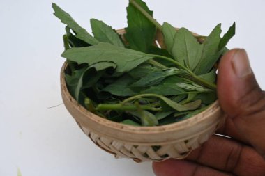 Beyaz arkaplanda Chenopodium albümü. Chenopodium cinsi içinde hızla büyüyen bir ottur. Diğer isimleri kuzuların çeyreklikleri, eritme, kaz ayağı, yabani spinachand tavuğu. popüler yeşiller.