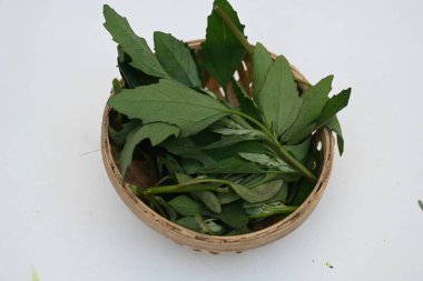 Beyaz arkaplanda Chenopodium albümü. Chenopodium cinsi içinde hızla büyüyen bir ottur. Diğer isimleri kuzuların çeyreklikleri, eritme, kaz ayağı, yabani spinachand tavuğu. popüler yeşiller.