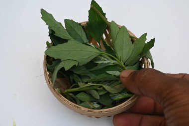 Beyaz arkaplanda Chenopodium albümü. Chenopodium cinsi içinde hızla büyüyen bir ottur. Diğer isimleri kuzuların çeyreklikleri, eritme, kaz ayağı, yabani spinachand tavuğu. popüler yeşiller.