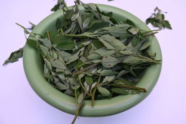 Beyaz arkaplanda Chenopodium albümü. Chenopodium cinsi içinde hızla büyüyen bir ottur. Diğer isimleri kuzuların çeyreklikleri, eritme, kaz ayağı, yabani spinachand tavuğu. popüler yeşiller.