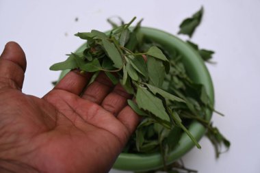 Beyaz arkaplanda Chenopodium albümü. Chenopodium cinsi içinde hızla büyüyen bir ottur. Diğer isimleri kuzuların çeyreklikleri, eritme, kaz ayağı, yabani spinachand tavuğu. popüler yeşiller.