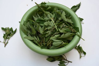 Beyaz arkaplanda Chenopodium albümü. Chenopodium cinsi içinde hızla büyüyen bir ottur. Diğer isimleri kuzuların çeyreklikleri, eritme, kaz ayağı, yabani spinachand tavuğu. popüler yeşiller.