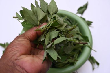 Beyaz arkaplanda Chenopodium albümü. Chenopodium cinsi içinde hızla büyüyen bir ottur. Diğer isimleri kuzuların çeyreklikleri, eritme, kaz ayağı, yabani spinachand tavuğu. popüler yeşiller.