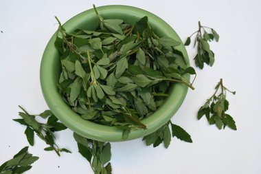Beyaz arkaplanda Chenopodium albümü. Chenopodium cinsi içinde hızla büyüyen bir ottur. Diğer isimleri kuzuların çeyreklikleri, eritme, kaz ayağı, yabani spinachand tavuğu. popüler yeşiller.