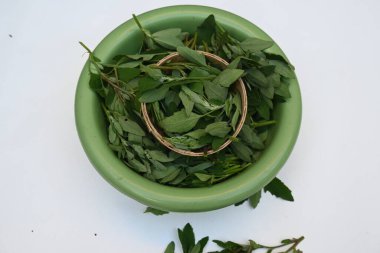 Beyaz arkaplanda Chenopodium albümü. Chenopodium cinsi içinde hızla büyüyen bir ottur. Diğer isimleri kuzuların çeyreklikleri, eritme, kaz ayağı, yabani spinachand tavuğu. popüler yeşiller.