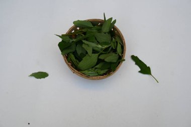 Beyaz arkaplanda Chenopodium albümü. Chenopodium cinsi içinde hızla büyüyen bir ottur. Diğer isimleri kuzuların çeyreklikleri, eritme, kaz ayağı, yabani spinachand tavuğu. popüler yeşiller.