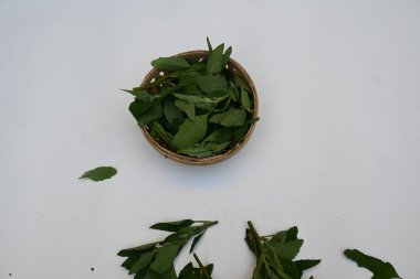 Beyaz arkaplanda Chenopodium albümü. Chenopodium cinsi içinde hızla büyüyen bir ottur. Diğer isimleri kuzuların çeyreklikleri, eritme, kaz ayağı, yabani spinachand tavuğu. popüler yeşiller.