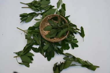 Beyaz arkaplanda Chenopodium albümü. Chenopodium cinsi içinde hızla büyüyen bir ottur. Diğer isimleri kuzuların çeyreklikleri, eritme, kaz ayağı, yabani spinachand tavuğu. popüler yeşiller.