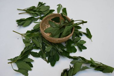 Beyaz arkaplanda Chenopodium albümü. Chenopodium cinsi içinde hızla büyüyen bir ottur. Diğer isimleri kuzuların çeyreklikleri, eritme, kaz ayağı, yabani spinachand tavuğu. popüler yeşiller.