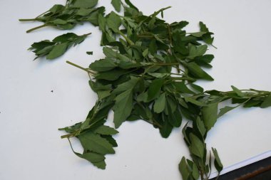Beyaz arkaplanda Chenopodium albümü. Chenopodium cinsi içinde hızla büyüyen bir ottur. Diğer isimleri kuzuların çeyreklikleri, eritme, kaz ayağı, yabani spinachand tavuğu. popüler yeşiller.