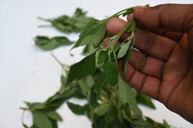 Beyaz arkaplanda Chenopodium albümü. Chenopodium cinsi içinde hızla büyüyen bir ottur. Diğer isimleri kuzuların çeyreklikleri, eritme, kaz ayağı, yabani spinachand tavuğu. popüler yeşiller.