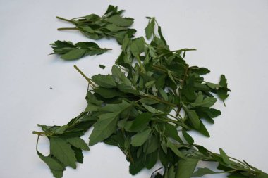 Beyaz arkaplanda Chenopodium albümü. Chenopodium cinsi içinde hızla büyüyen bir ottur. Diğer isimleri kuzuların çeyreklikleri, eritme, kaz ayağı, yabani spinachand tavuğu. popüler yeşiller.