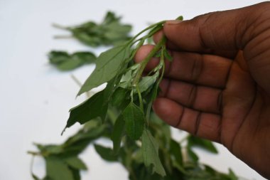 Beyaz arkaplanda Chenopodium albümü. Chenopodium cinsi içinde hızla büyüyen bir ottur. Diğer isimleri kuzuların çeyreklikleri, eritme, kaz ayağı, yabani spinachand tavuğu. popüler yeşiller.