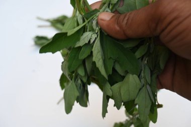 Beyaz arkaplanda Chenopodium albümü. Chenopodium cinsi içinde hızla büyüyen bir ottur. Diğer isimleri kuzuların çeyreklikleri, eritme, kaz ayağı, yabani spinachand tavuğu. popüler yeşiller.