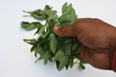 Beyaz arkaplanda Chenopodium albümü. Chenopodium cinsi içinde hızla büyüyen bir ottur. Diğer isimleri kuzuların çeyreklikleri, eritme, kaz ayağı, yabani spinachand tavuğu. popüler yeşiller.