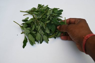 Beyaz arkaplanda Chenopodium albümü. Chenopodium cinsi içinde hızla büyüyen bir ottur. Diğer isimleri kuzuların çeyreklikleri, eritme, kaz ayağı, yabani spinachand tavuğu. popüler yeşiller.