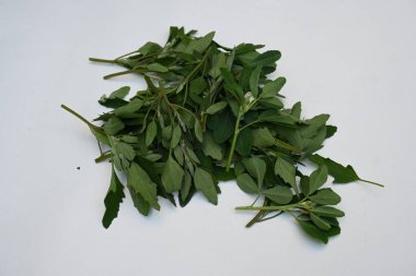 Beyaz arkaplanda Chenopodium albümü. Chenopodium cinsi içinde hızla büyüyen bir ottur. Diğer isimleri kuzuların çeyreklikleri, eritme, kaz ayağı, yabani spinachand tavuğu. popüler yeşiller.