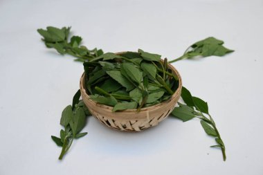 Beyaz arkaplanda Chenopodium albümü. Chenopodium cinsi içinde hızla büyüyen bir ottur. Diğer isimleri kuzuların çeyreklikleri, eritme, kaz ayağı, yabani spinachand tavuğu. popüler yeşiller.