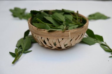 Beyaz arkaplanda Chenopodium albümü. Chenopodium cinsi içinde hızla büyüyen bir ottur. Diğer isimleri kuzuların çeyreklikleri, eritme, kaz ayağı, yabani spinachand tavuğu. popüler yeşiller.