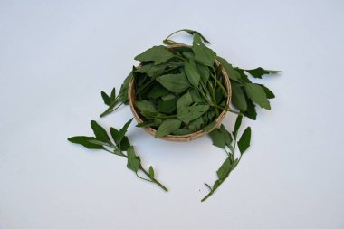 Beyaz arkaplanda Chenopodium albümü. Chenopodium cinsi içinde hızla büyüyen bir ottur. Diğer isimleri kuzuların çeyreklikleri, eritme, kaz ayağı, yabani spinachand tavuğu. popüler yeşiller.