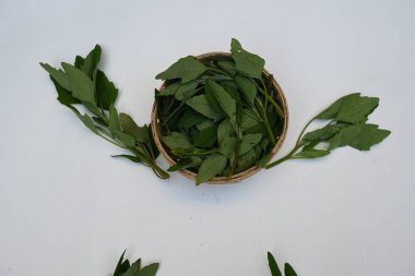 Beyaz arkaplanda Chenopodium albümü. Chenopodium cinsi içinde hızla büyüyen bir ottur. Diğer isimleri kuzuların çeyreklikleri, eritme, kaz ayağı, yabani spinachand tavuğu. popüler yeşiller.