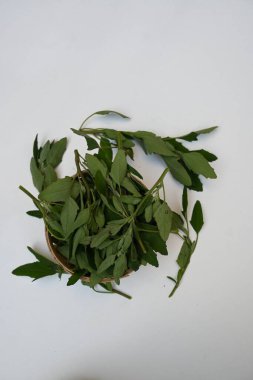 Beyaz arkaplanda Chenopodium albümü. Chenopodium cinsi içinde hızla büyüyen bir ottur. Diğer isimleri kuzuların çeyreklikleri, eritme, kaz ayağı, yabani spinachand tavuğu. popüler yeşiller.