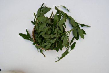 Beyaz arkaplanda Chenopodium albümü. Chenopodium cinsi içinde hızla büyüyen bir ottur. Diğer isimleri kuzuların çeyreklikleri, eritme, kaz ayağı, yabani spinachand tavuğu. popüler yeşiller.