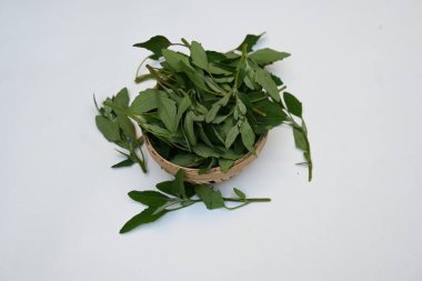 Beyaz arkaplanda Chenopodium albümü. Chenopodium cinsi içinde hızla büyüyen bir ottur. Diğer isimleri kuzuların çeyreklikleri, eritme, kaz ayağı, yabani spinachand tavuğu. popüler yeşiller.