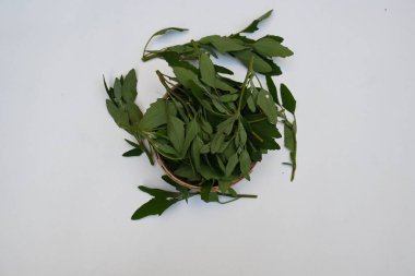 Beyaz arkaplanda Chenopodium albümü. Chenopodium cinsi içinde hızla büyüyen bir ottur. Diğer isimleri kuzuların çeyreklikleri, eritme, kaz ayağı, yabani spinachand tavuğu. popüler yeşiller.