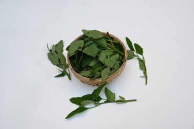 Beyaz arkaplanda Chenopodium albümü. Chenopodium cinsi içinde hızla büyüyen bir ottur. Diğer isimleri kuzuların çeyreklikleri, eritme, kaz ayağı, yabani spinachand tavuğu. popüler yeşiller.