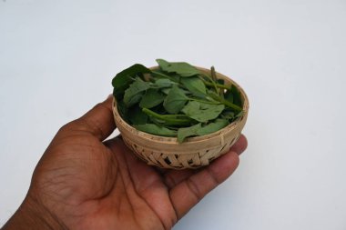 Beyaz arkaplanda Chenopodium albümü. Chenopodium cinsi içinde hızla büyüyen bir ottur. Diğer isimleri kuzuların çeyreklikleri, eritme, kaz ayağı, yabani spinachand tavuğu. popüler yeşiller.
