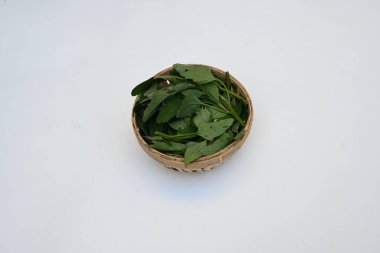 Beyaz arkaplanda Chenopodium albümü. Chenopodium cinsi içinde hızla büyüyen bir ottur. Diğer isimleri kuzuların çeyreklikleri, eritme, kaz ayağı, yabani spinachand tavuğu. popüler yeşiller.