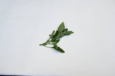Beyaz arkaplanda Chenopodium albümü. Chenopodium cinsi içinde hızla büyüyen bir ottur. Diğer isimleri kuzuların çeyreklikleri, eritme, kaz ayağı, yabani spinachand tavuğu. popüler yeşiller.