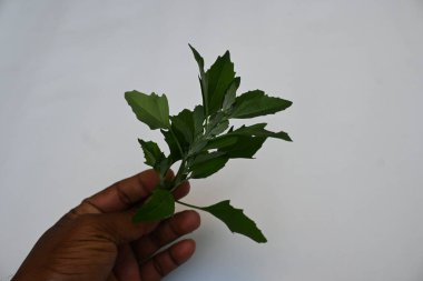 Beyaz arkaplanda Chenopodium albümü. Chenopodium cinsi içinde hızla büyüyen bir ottur. Diğer isimleri kuzuların çeyreklikleri, eritme, kaz ayağı, yabani spinachand tavuğu. popüler yeşiller.
