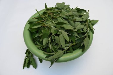 Beyaz arkaplanda Chenopodium albümü. Chenopodium cinsi içinde hızla büyüyen bir ottur. Diğer isimleri kuzuların çeyreklikleri, eritme, kaz ayağı, yabani spinachand tavuğu. popüler yeşiller.