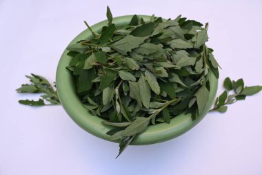 Beyaz arkaplanda Chenopodium albümü. Chenopodium cinsi içinde hızla büyüyen bir ottur. Diğer isimleri kuzuların çeyreklikleri, eritme, kaz ayağı, yabani spinachand tavuğu. popüler yeşiller.