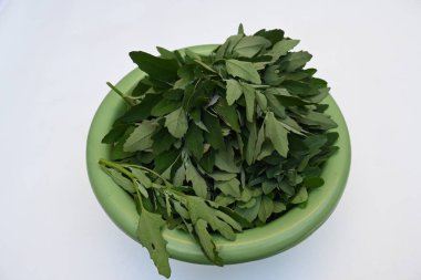 Beyaz arkaplanda Chenopodium albümü. Chenopodium cinsi içinde hızla büyüyen bir ottur. Diğer isimleri kuzuların çeyreklikleri, eritme, kaz ayağı, yabani spinachand tavuğu. popüler yeşiller.