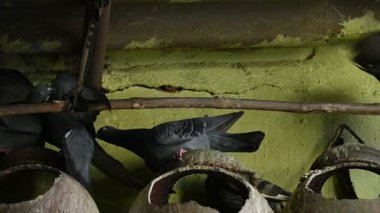 Kaya güvercini ya da kaya güvercini savaşı. Dünyada sevilen bir evcil kuştur. Bazı bölgelerde, et için de gündeme geliyor. Eski zamanlarda da haberci olarak çalışırmış. Yavaş çekim videosu. 