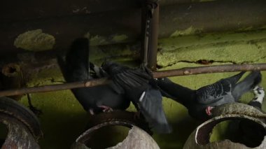 Kaya güvercini ya da kaya güvercini savaşı. Dünyada sevilen bir evcil kuştur. Bazı bölgelerde, et için de gündeme geliyor. Eski zamanlarda da haberci olarak çalışırmış. Yavaş çekim videosu. 