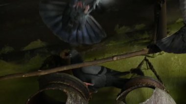 Kaya güvercini ya da kaya güvercini savaşı. Dünyada sevilen bir evcil kuştur. Bazı bölgelerde, et için de gündeme geliyor. Eski zamanlarda da haberci olarak çalışırmış. Yavaş çekim videosu. 