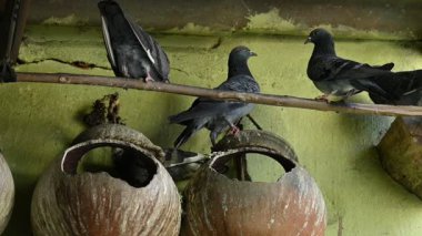 Kaya güvercini ya da kaya güvercini savaşı. Dünyada sevilen bir evcil kuştur. Bazı bölgelerde, et için de gündeme geliyor. Eski zamanlarda da haberci olarak çalışırmış. Yavaş çekim videosu. 