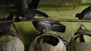 Kaya güvercini ya da kaya güvercini savaşı. Dünyada sevilen bir evcil kuştur. Bazı bölgelerde, et için de gündeme geliyor. Eski zamanlarda da haberci olarak çalışırmış. Yavaş çekim videosu. 